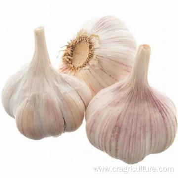 Export 6cm Fresh Red Garlic Price